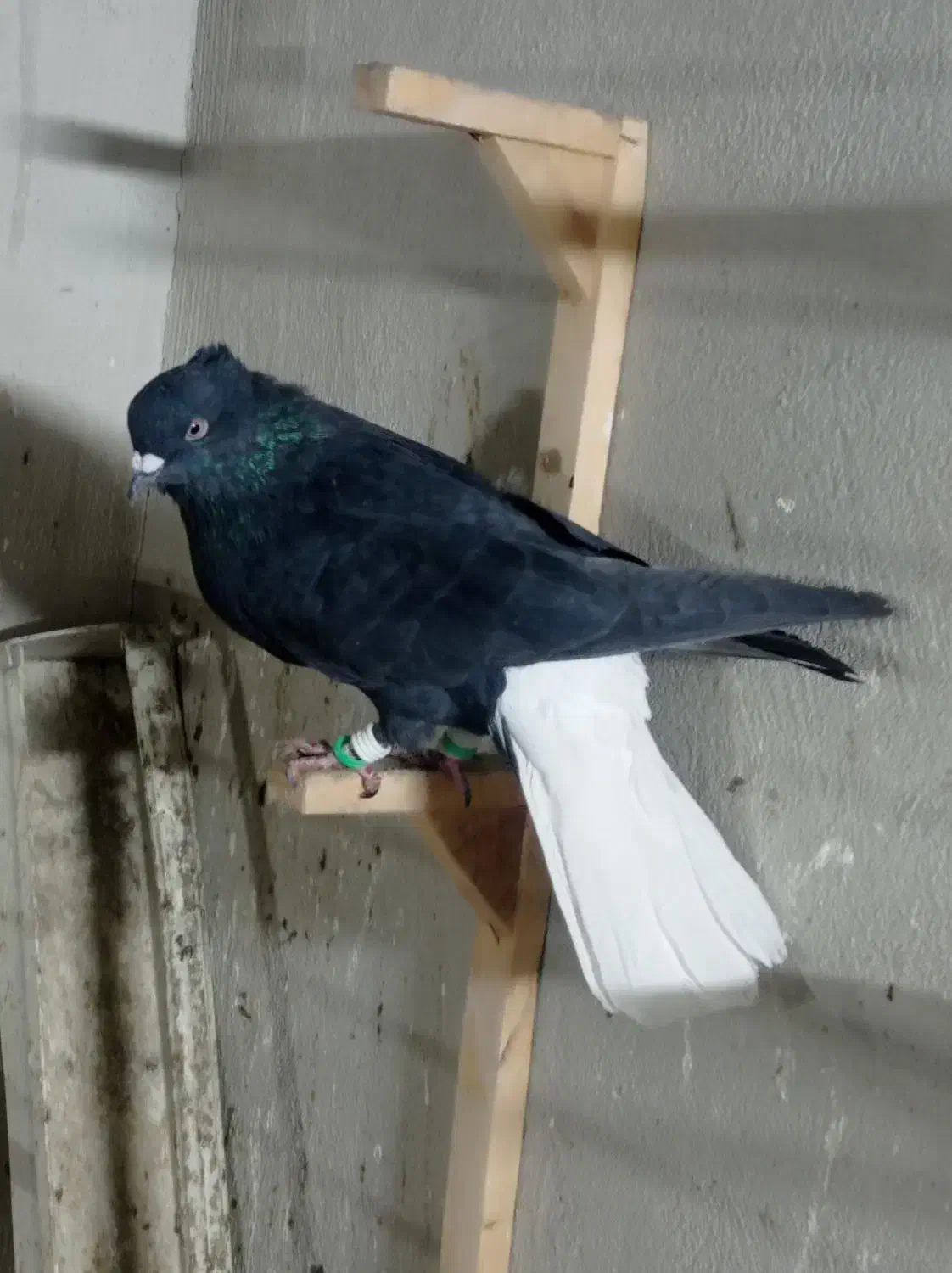 کفتر زاغ دمسفید|پرنده|مشهد, خواجه ربیع|دیوار