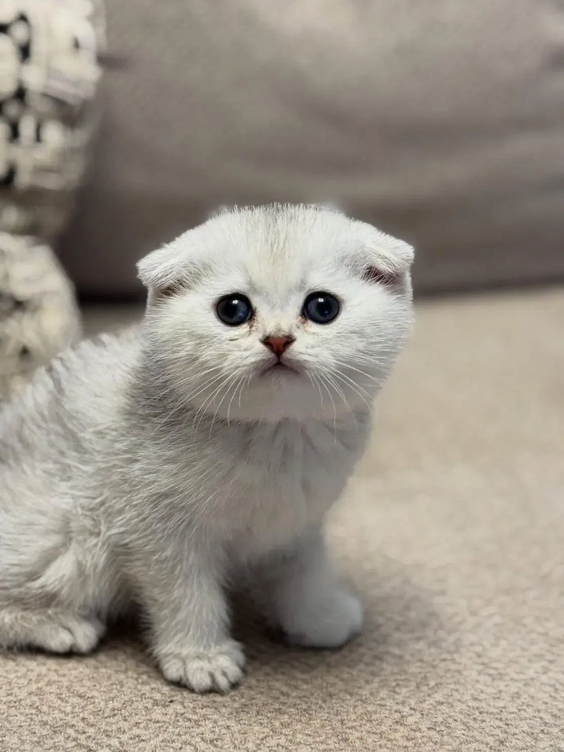 اسکاتیش فولد|گربه|تربتحیدریه, منصوریه|دیوار