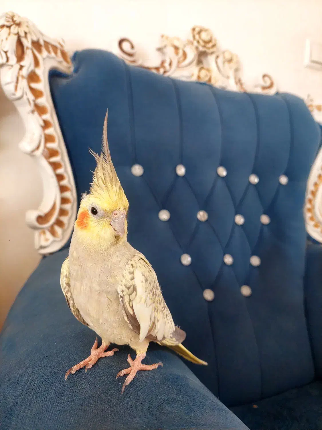 عروس هلندی ماده یکسال و نیمه|پرنده|خمینیشهر, |دیوار