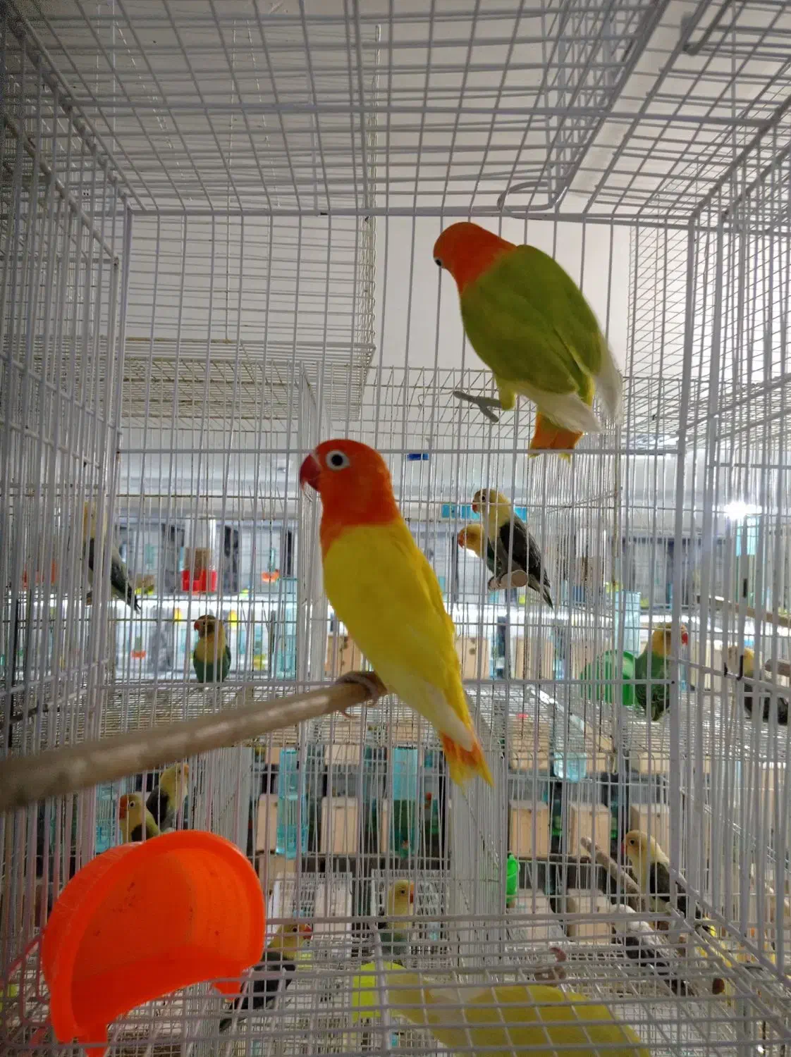 کوتوله عروس گرینچیک کاسکو خورشیدی یووینگ فیشر|لوازم جانبی حیوانات|مشهد, کشف|دیوار