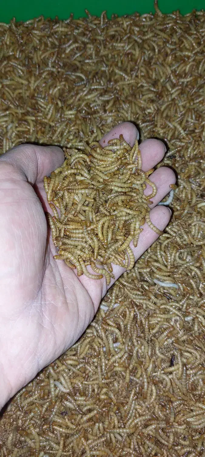 میلورم زنده درجه یک|خزنده|اصفهان, طاحونه|دیوار