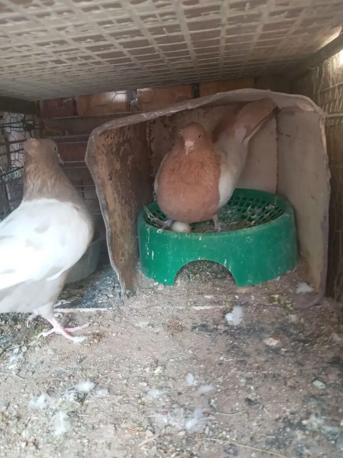 سینه ای|پرنده|زرند, |دیوار