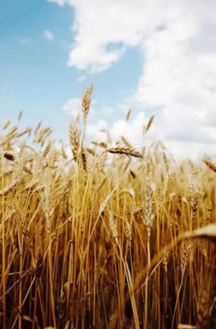 گندم بذری ده دشت چناب کوهدشت ذهاب|خدمات باغبانی و درختکاری|سرپل ذهاب, |دیوار