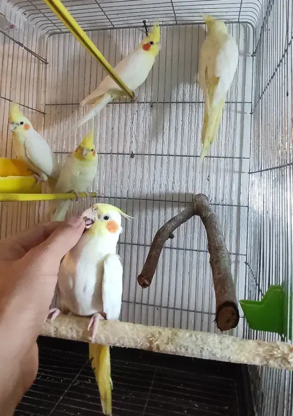 لوتینو زعفرونی تاج بلند با کیفیت جفتی و تکی|پرنده|شاهینشهر, فیض|دیوار