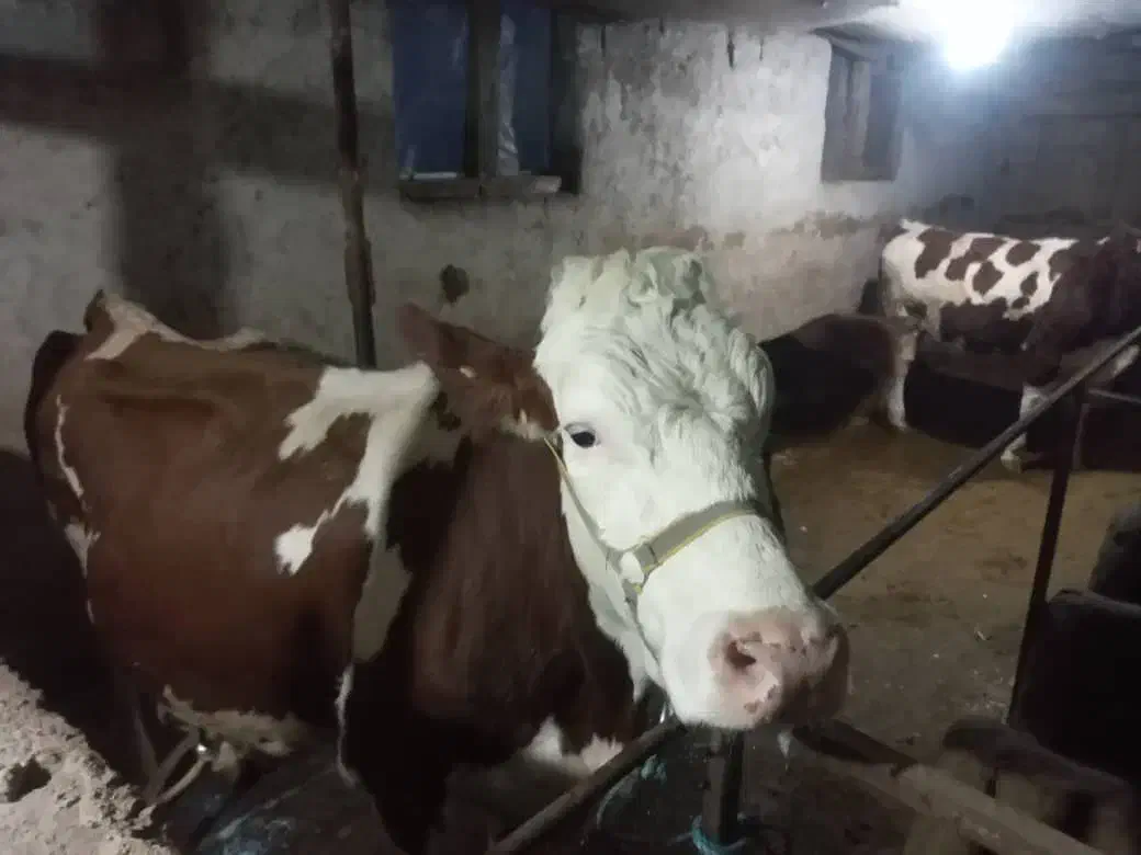 گاو|حیوانات مزرعه|توتکابن, |دیوار