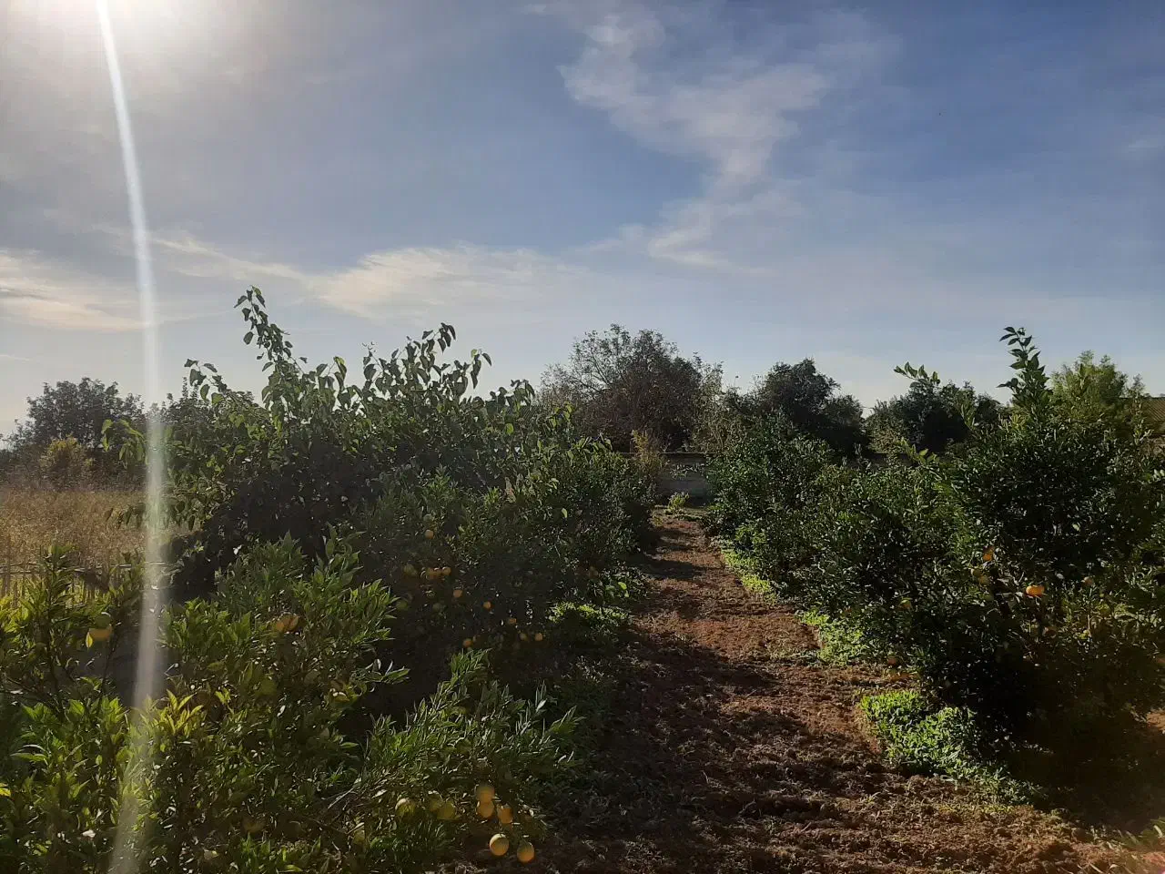 زمین ۱۰۰۰ متر مسکونی فوری|فروش زمین و ملک کلنگی|طبقده, |دیوار