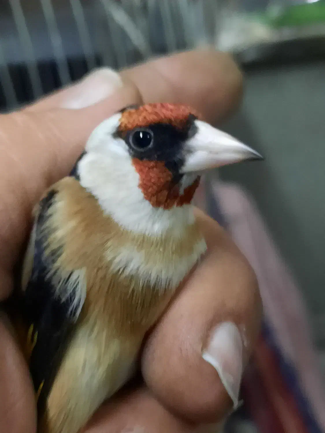 سهره چونه سفید|پرنده|ری, ولی آباد|دیوار