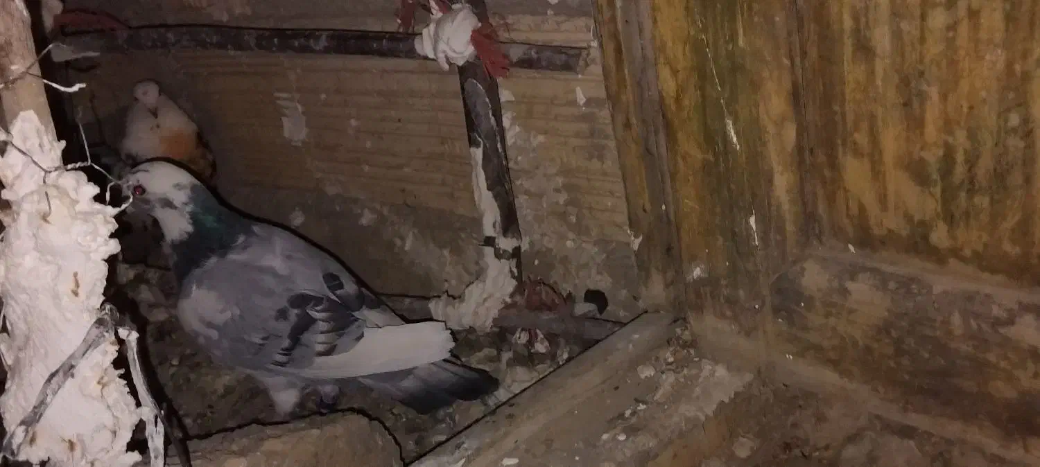 کبوتر|پرنده|زند, |دیوار