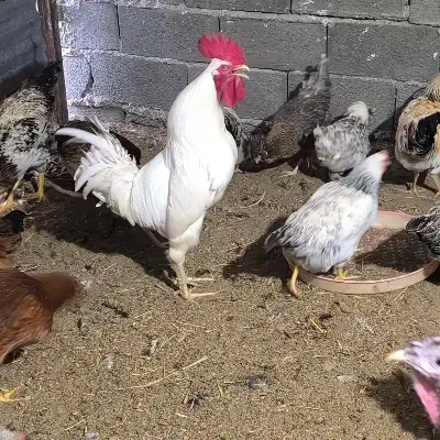 خروس|حیوانات مزرعه|یاسوج, |دیوار