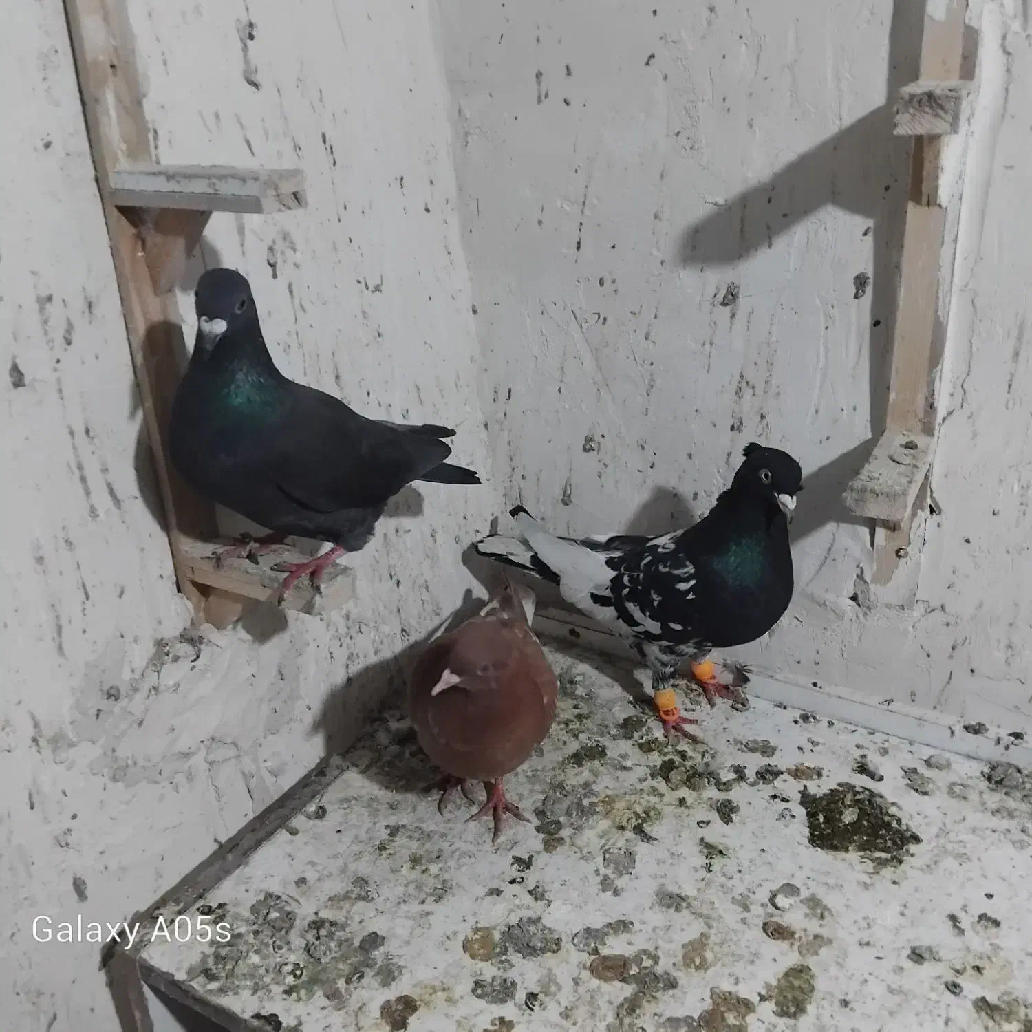 کفتر پرشی|پرنده|تربت جام, علوی|دیوار