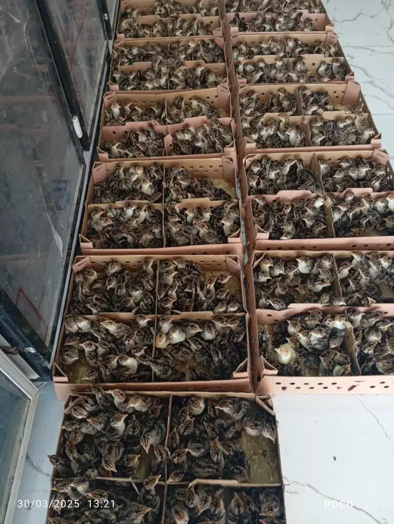 برنز انگلیس جوجه یک روزه|حیوانات مزرعه|شهریار, شهرک شاهد|دیوار