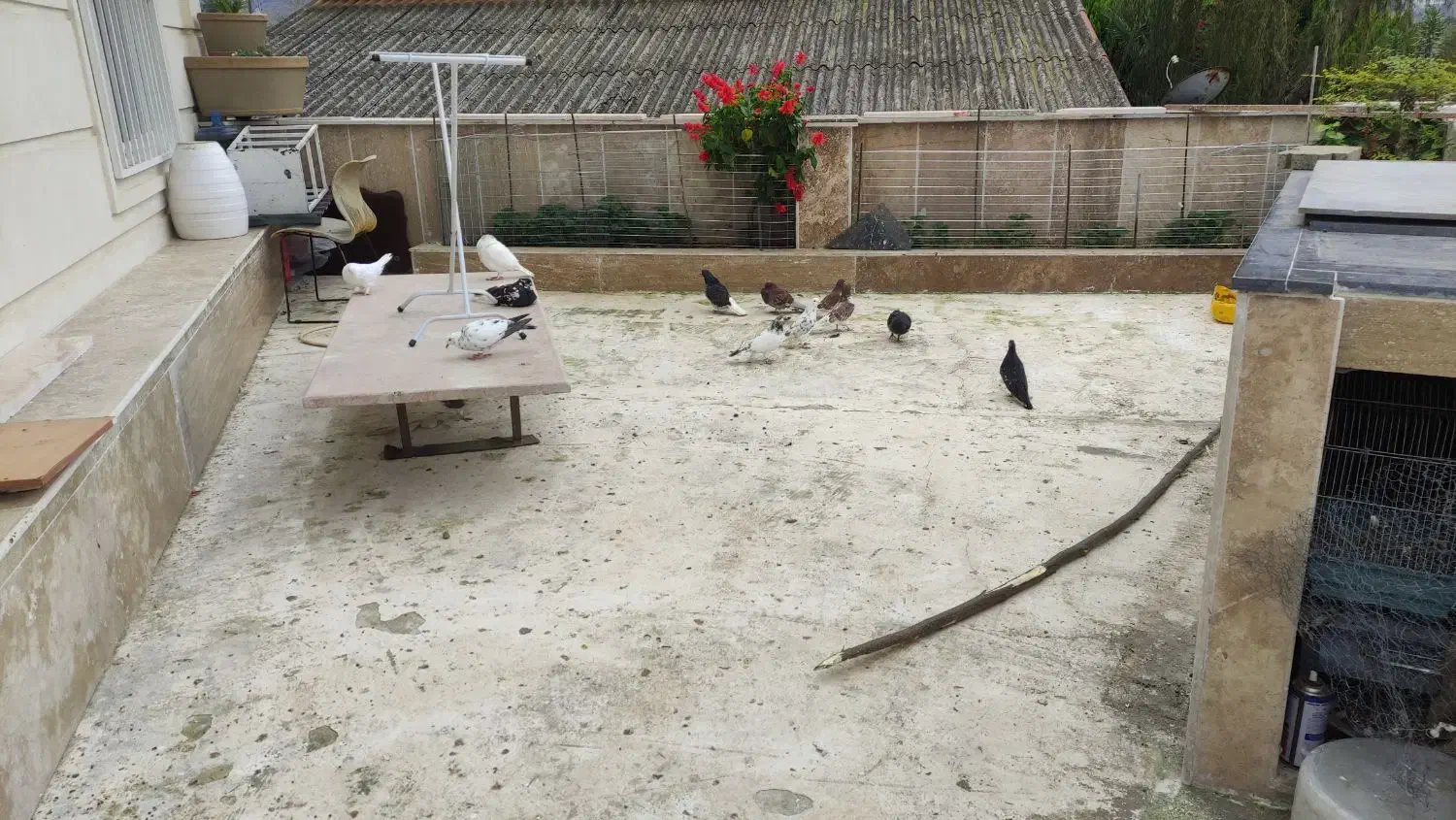 کبوتر پرشی|پرنده|چالوس, |دیوار