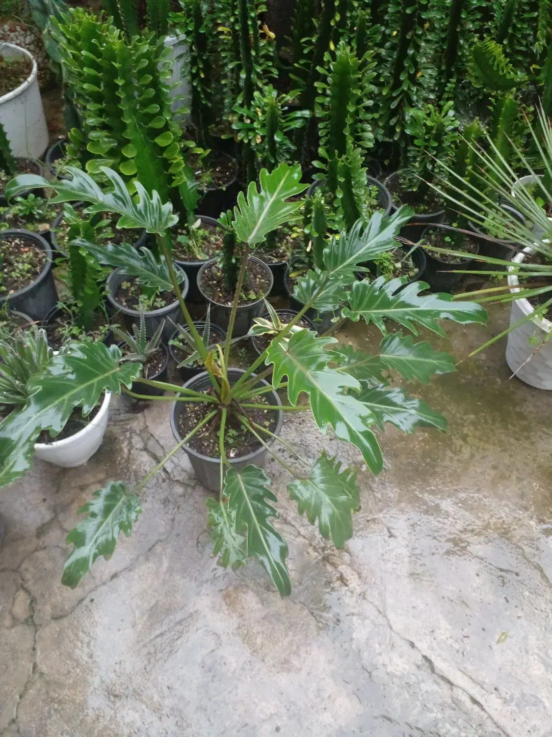 گلهای زیبا|گل و گیاه طبیعی|خمام, |دیوار