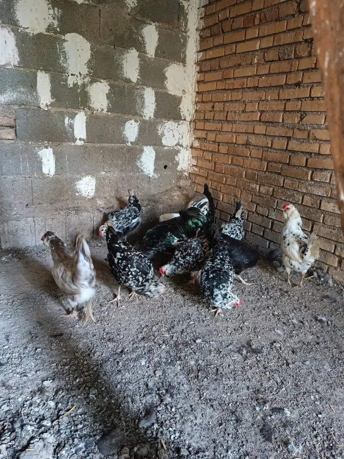 تخم مرغ‌ گلین|حیوانات مزرعه|خان ببین, |دیوار