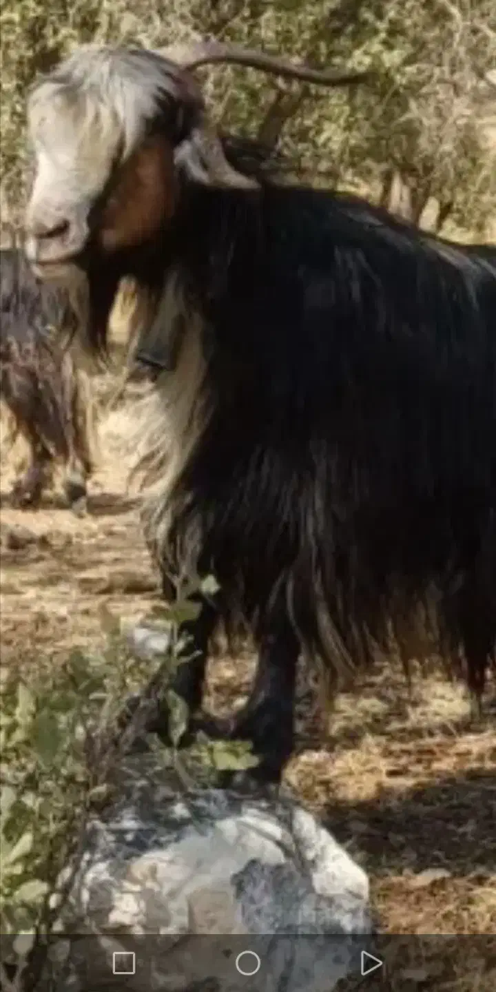 حراج بز|حیوانات مزرعه|شهرکرد, |دیوار