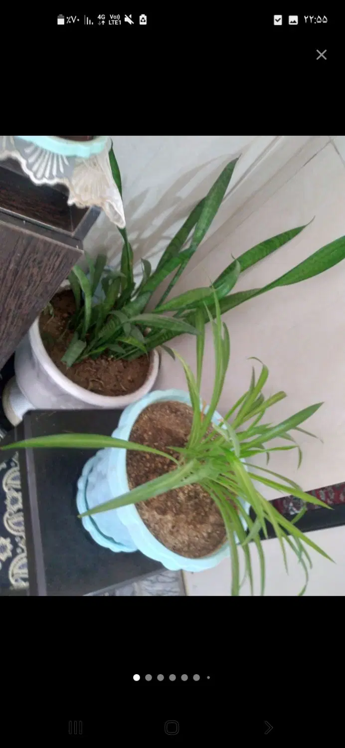 گل و گیاه|گل و گیاه طبیعی|دورود, |دیوار