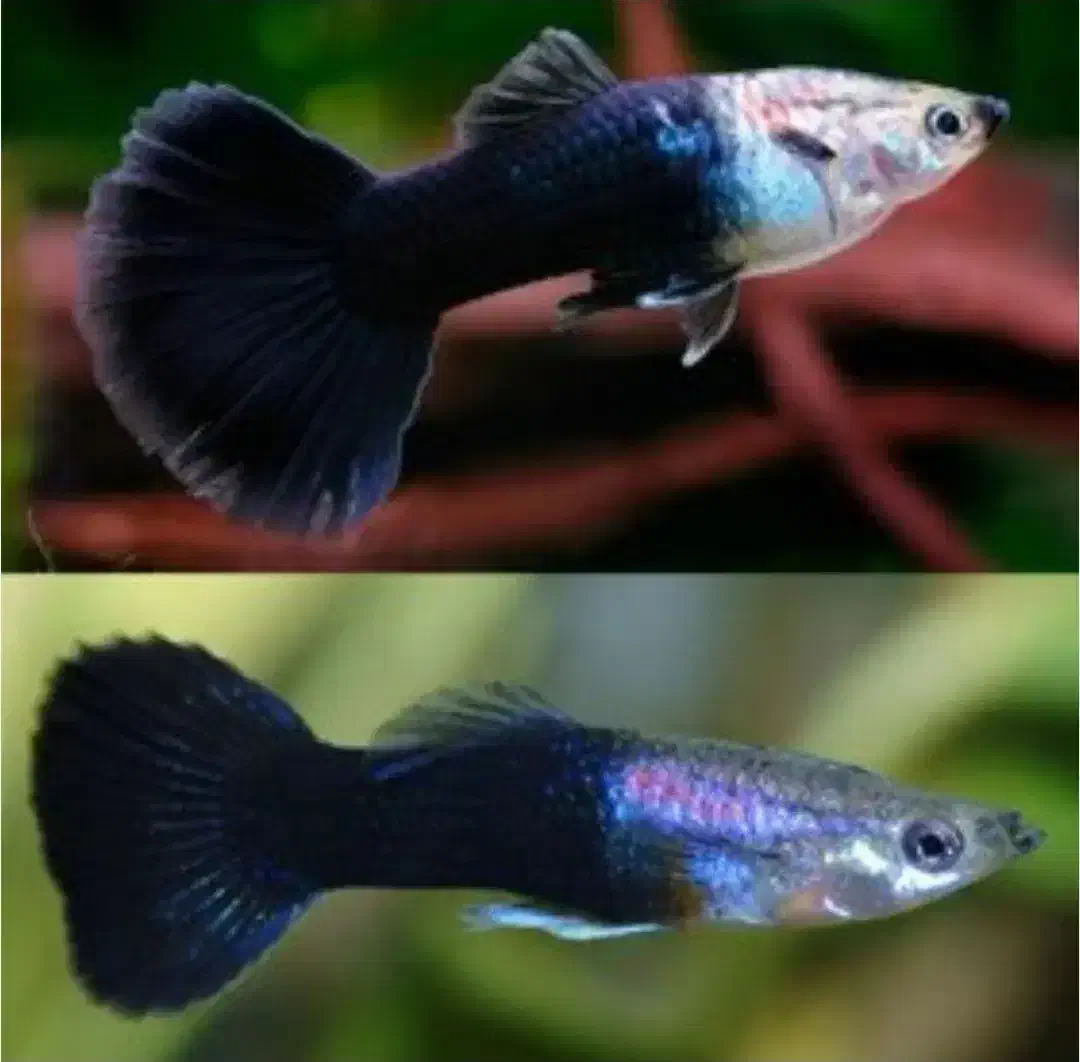 ماهی گوپی مولد.|ماهی|مبارکه, |دیوار