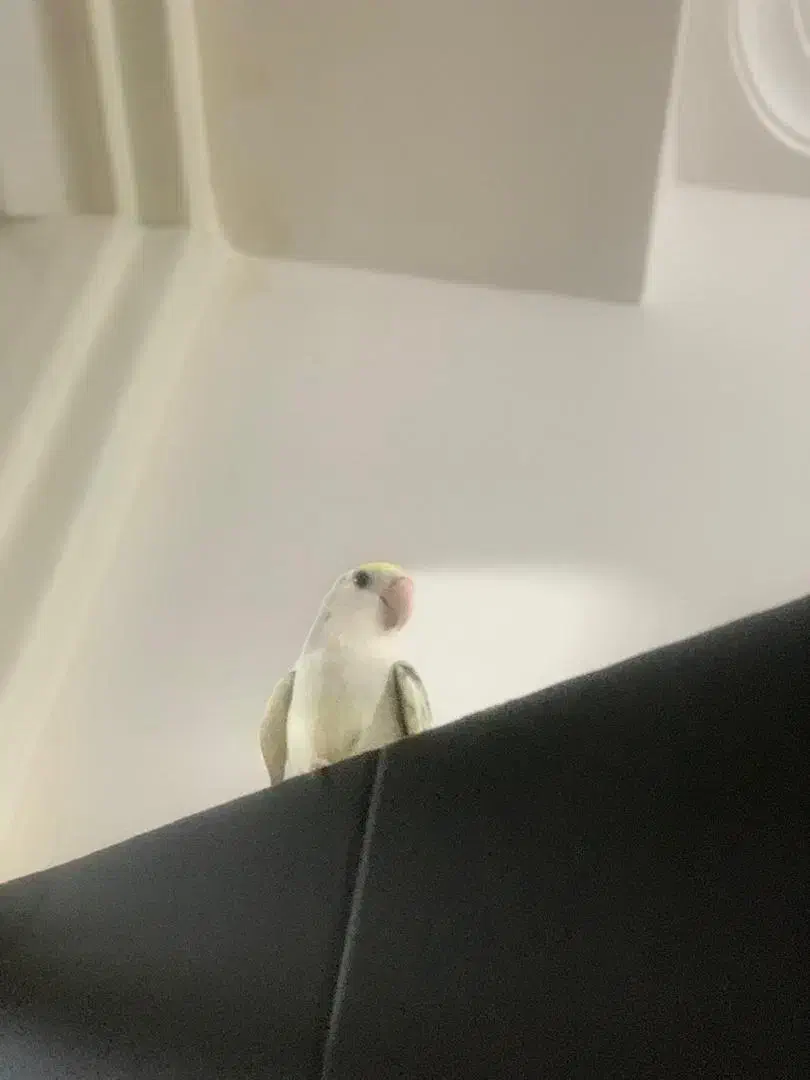 فروش  کوتوله دستی|پرنده|مهر, |دیوار