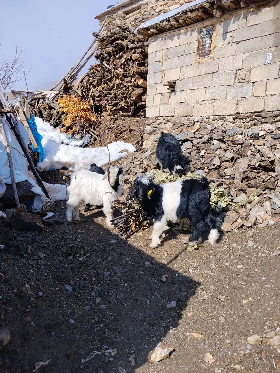 بزغاله|حیوانات مزرعه|بانه, |دیوار