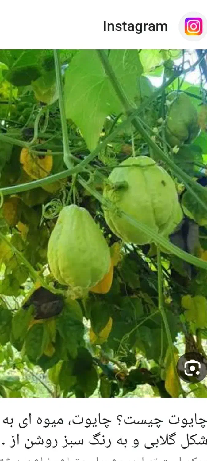 میوه خارجی|خوردنی و آشامیدنی|قم, خندق|دیوار