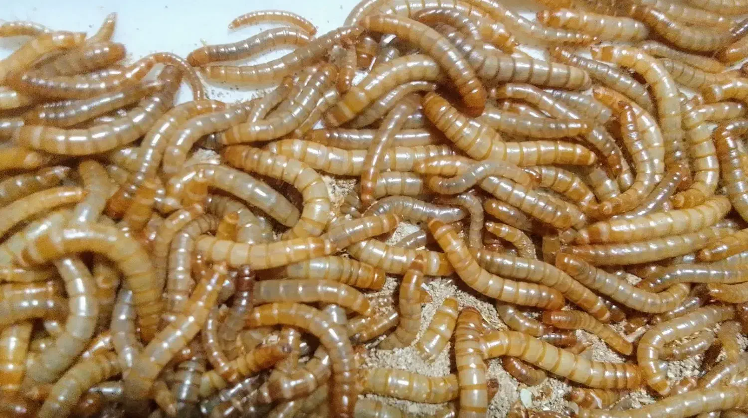 ‌کرممیلورم|خزنده|بهارستان, |دیوار