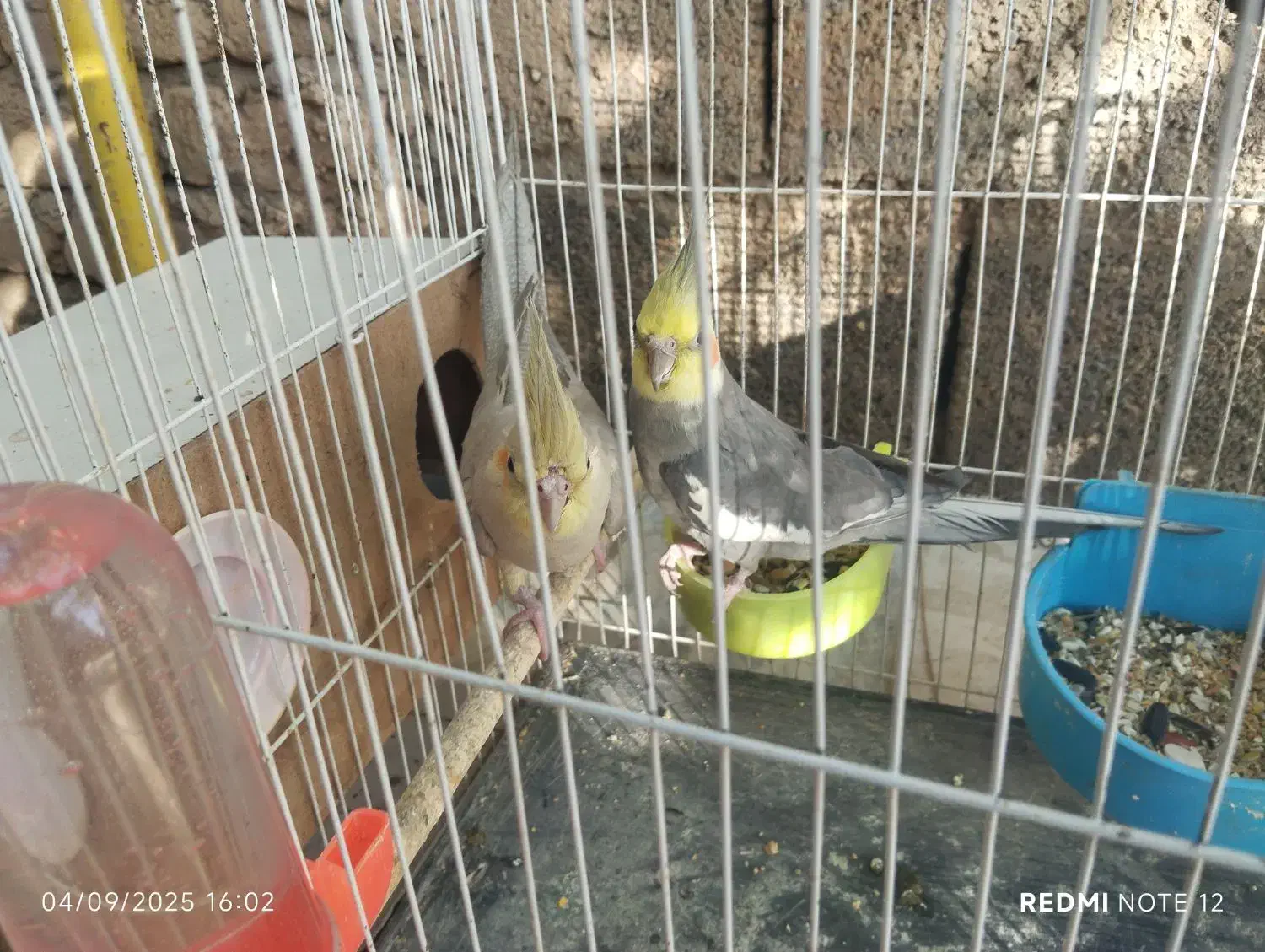 یک جفت عروس زیبا|پرنده|اسحاق آباد, |دیوار