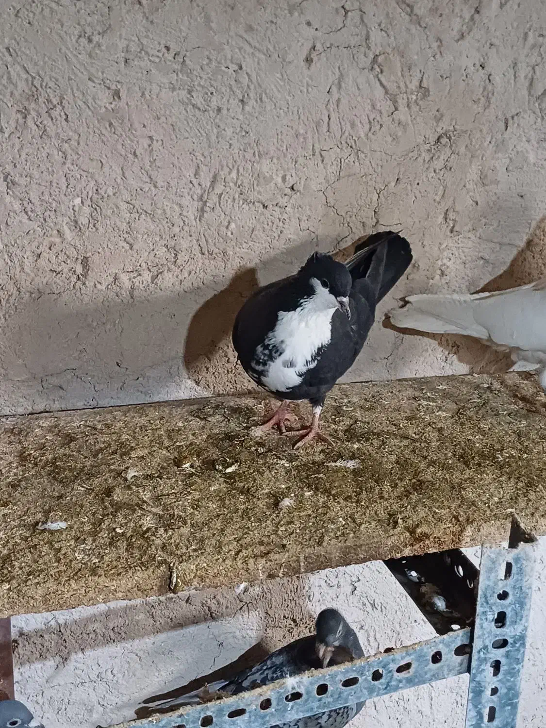 کرواتی|پرنده|شیروان (خراسان), |دیوار