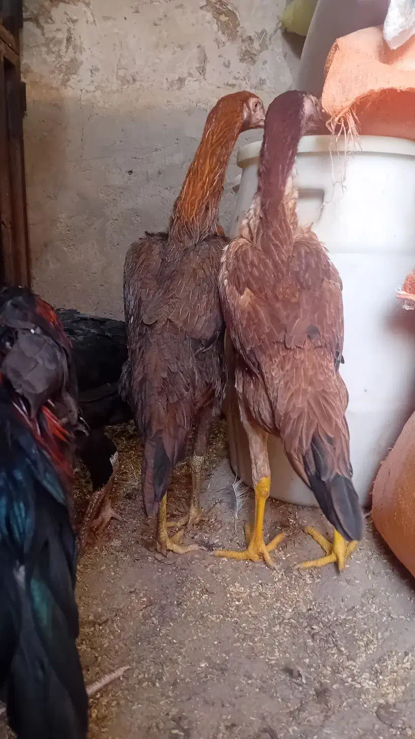 لاری اوشامو مرغ و خروس و جوجه از یک ماهه تا ۶ماهه|حیوانات مزرعه|الوند, |دیوار