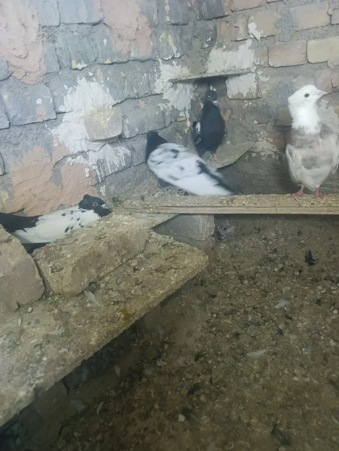 کبوتر|پرنده|اسفراین, |دیوار