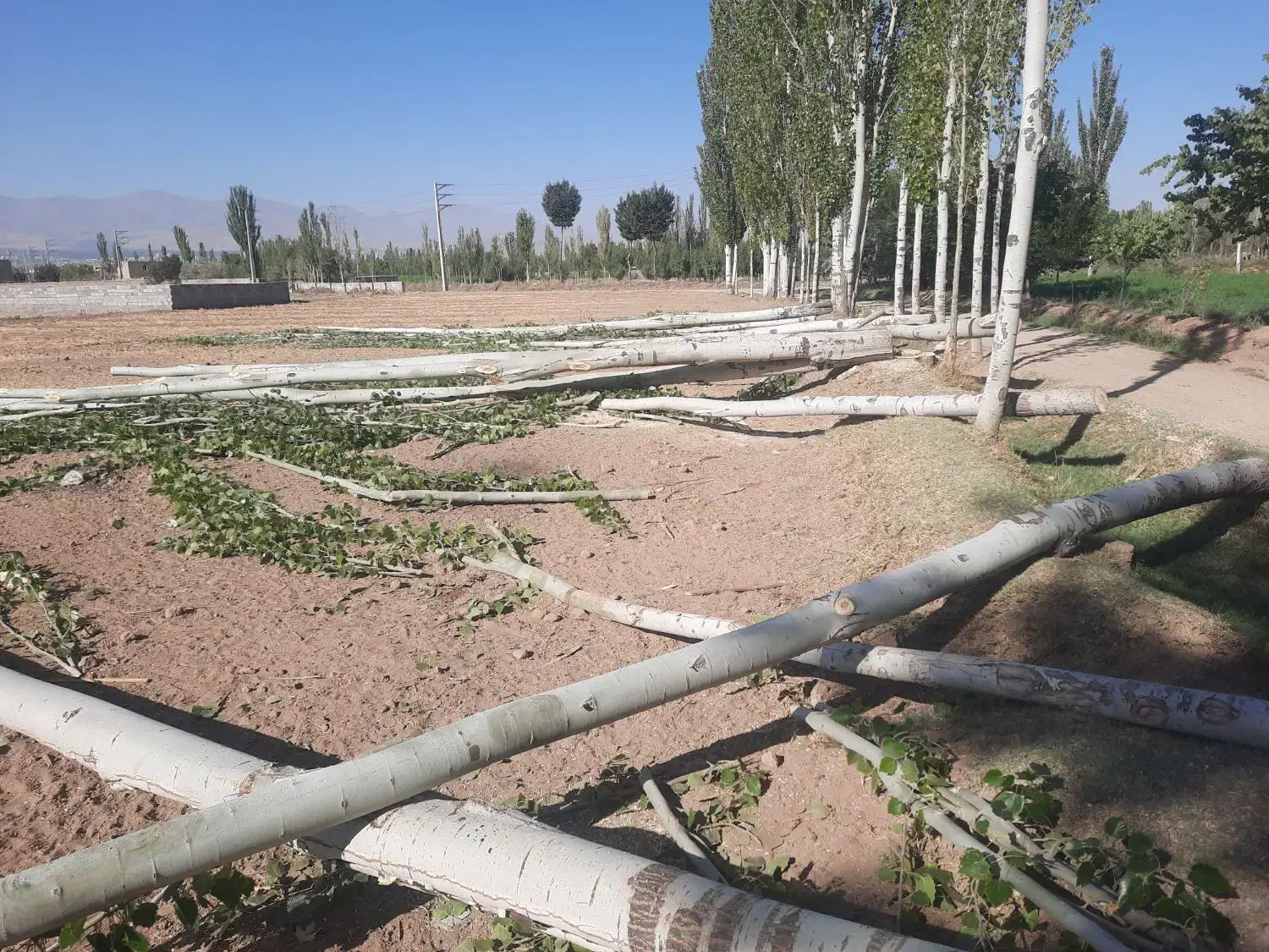 خرید درخت خریدار .چوب در باغات شما|خدمات باغبانی و درختکاری|مرند, |دیوار