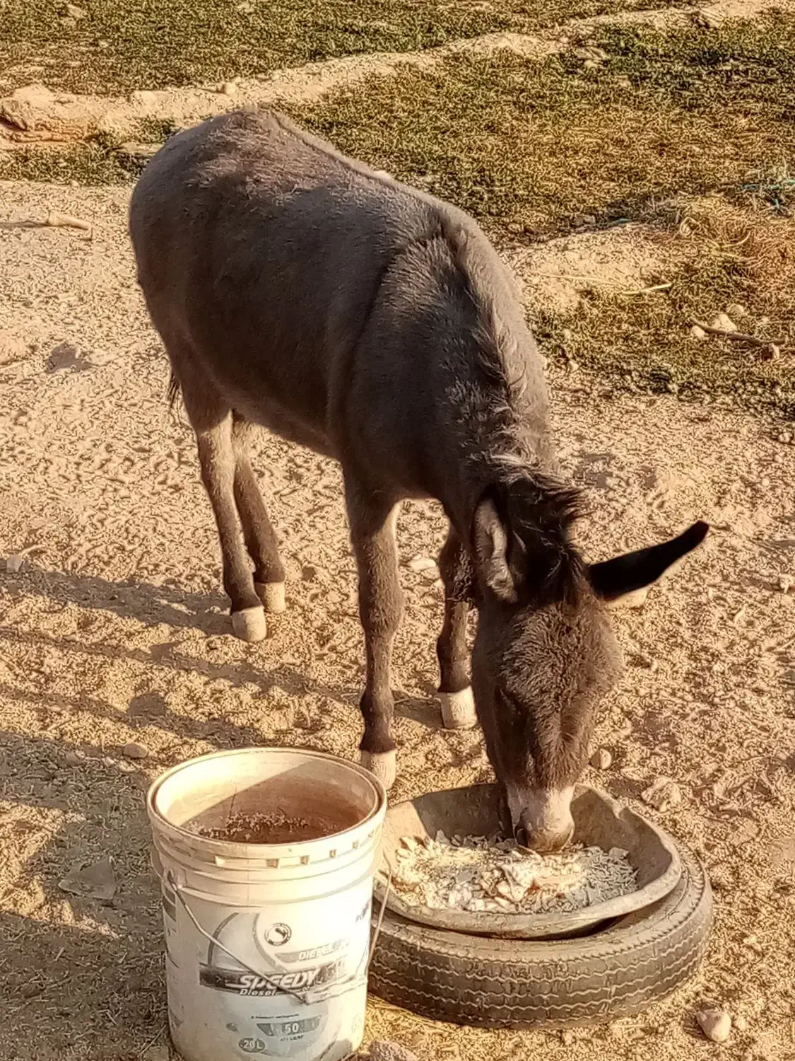 خرماده|حیوانات مزرعه|سمنان, |دیوار