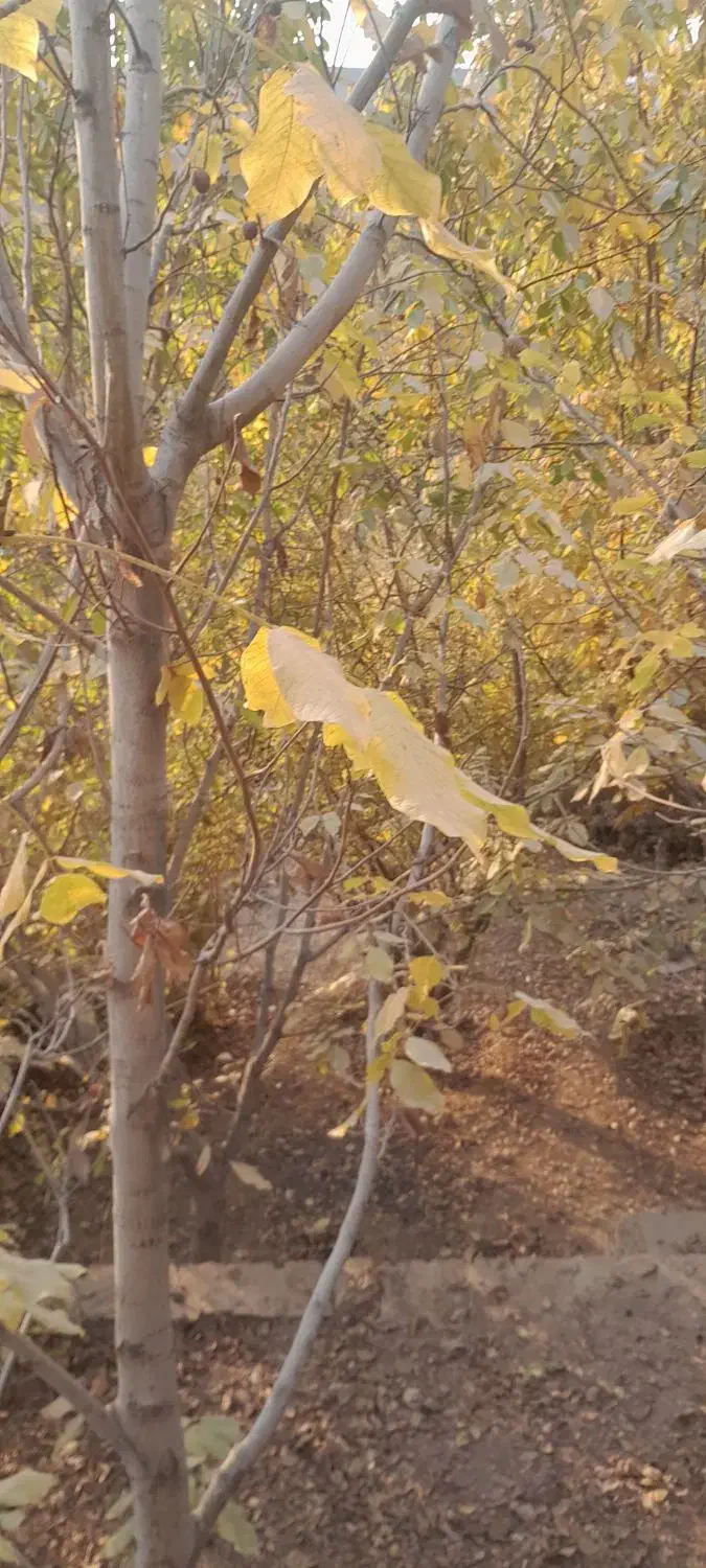 ملک وخانه در مکان ییلاق ساروج بلاغ|فروش خانه و ویلا|هشتگرد, کوشک زر|دیوار