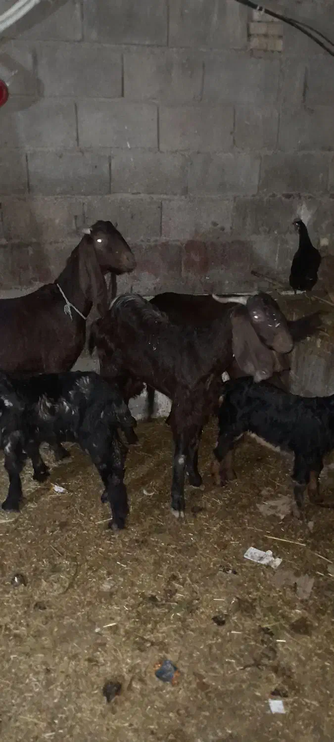 حیوانات|حیوانات مزرعه|گتوند, |دیوار