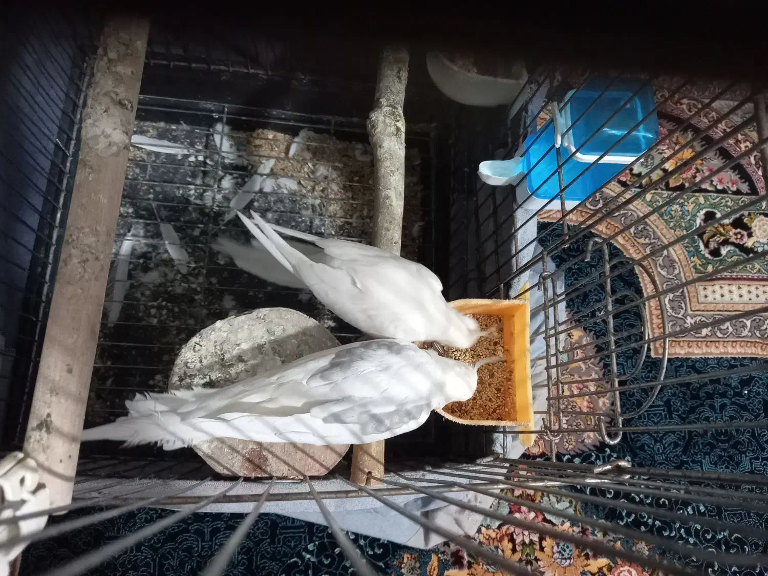 یک جفت البینو دوکت|پرنده|شهریار, شهرک امیریه|دیوار