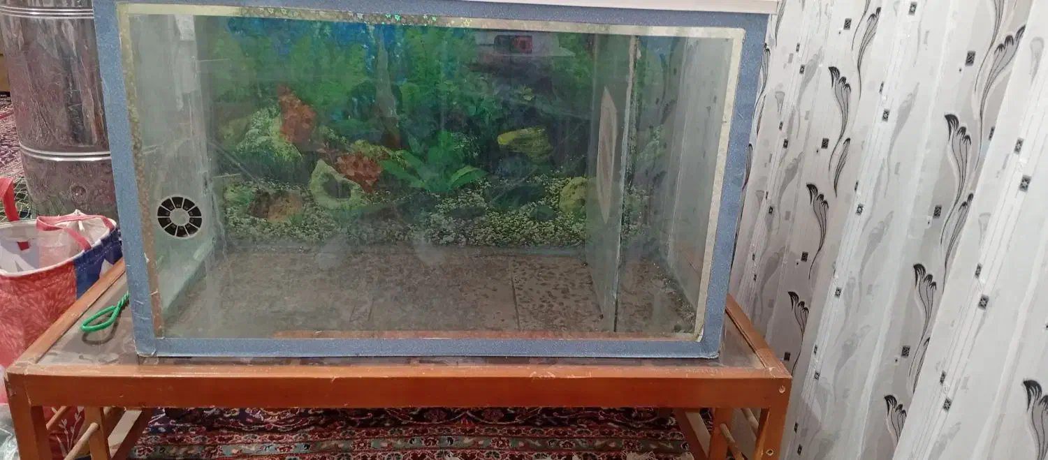 اکواریم|ماهی|آذرشهر, |دیوار