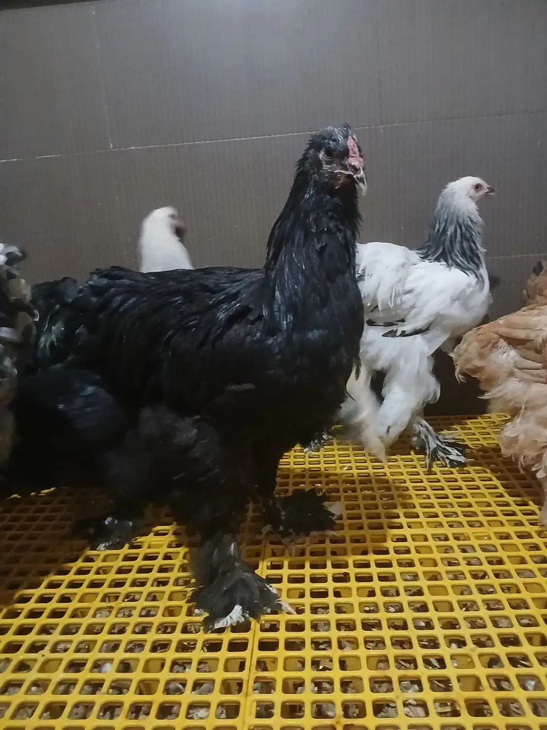 جوجه و نیمچه برهما دم تخم اصیل|حیوانات مزرعه|پیشوا, |دیوار