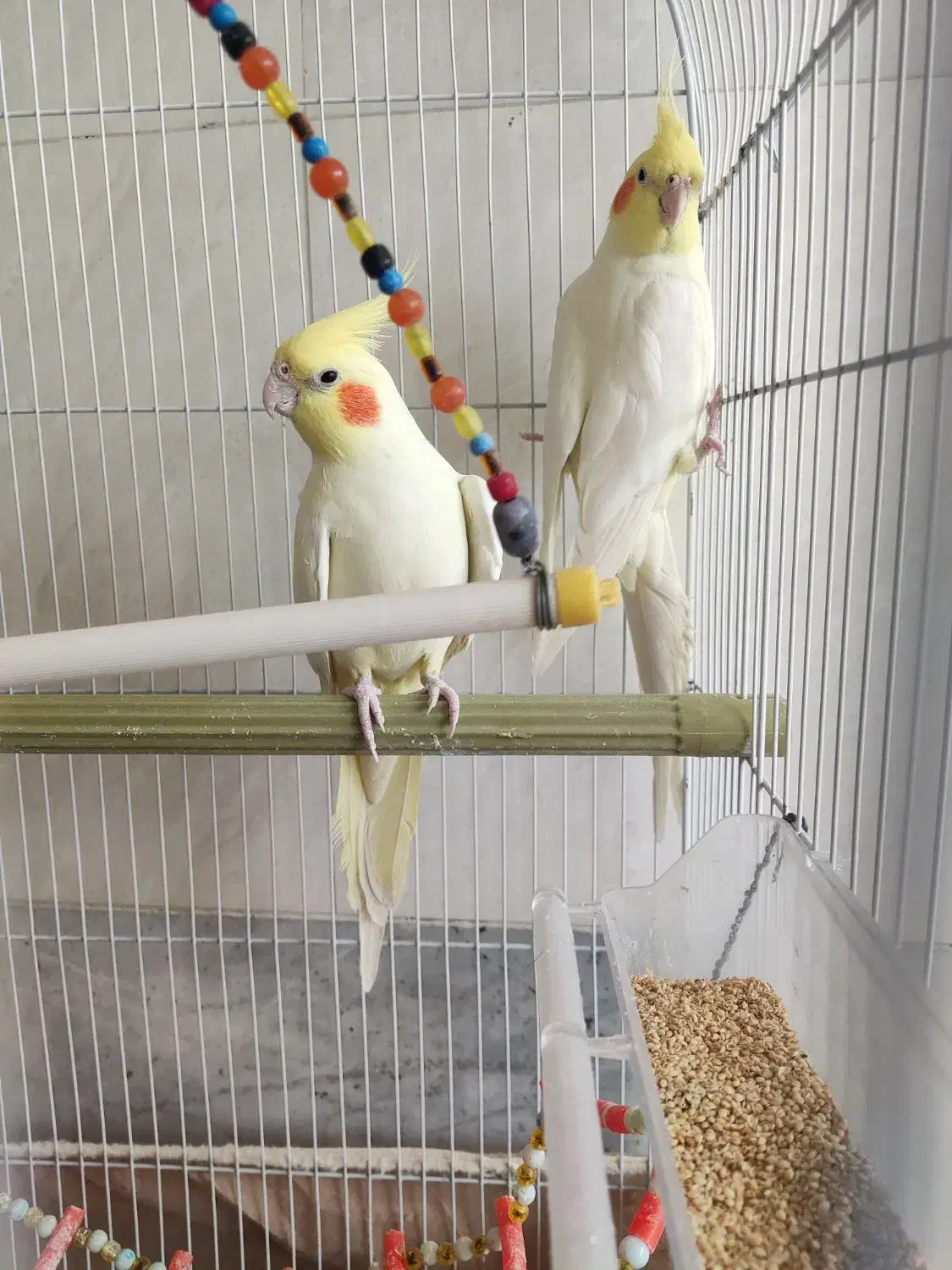 دو عدد عروس هلندی لوتینو نر سایز بزرگ|پرنده|بلداجی, |دیوار