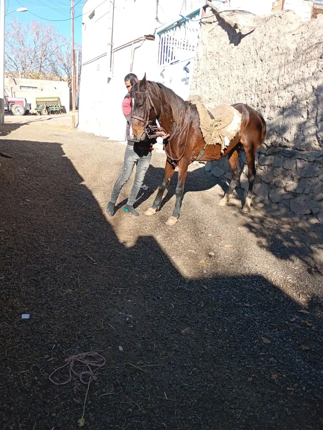 اسب مادیان یورقه|اسب و تجهیزات اسبسواری|تیکمه داش, |دیوار