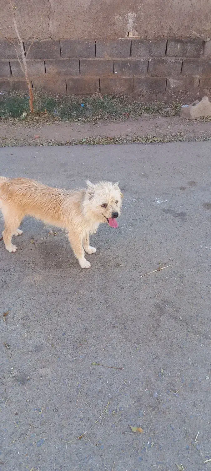 ۱ ملیون پونصد|سگ|زرند, |دیوار