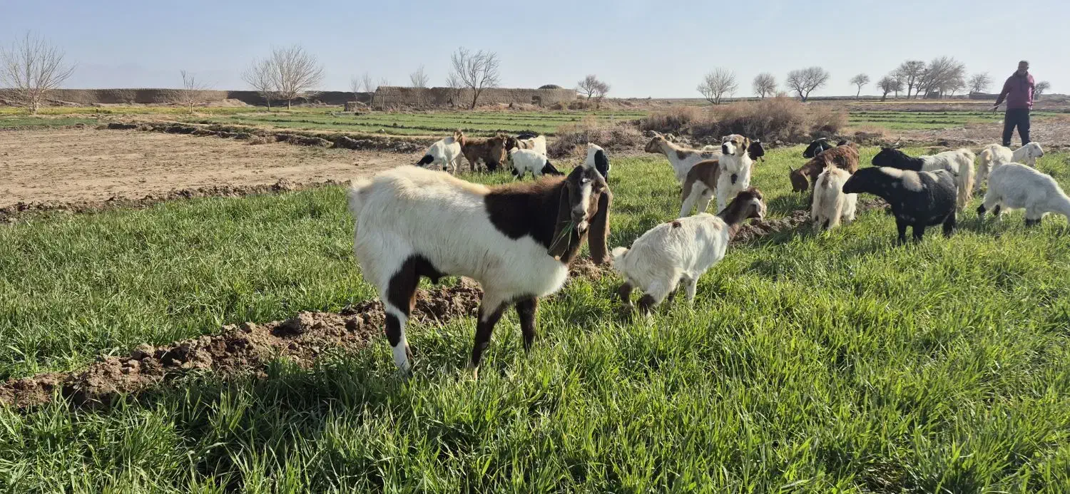 بز جوان محلی|حیوانات مزرعه|سبزوار, شهرک صنعتی خاوران|دیوار