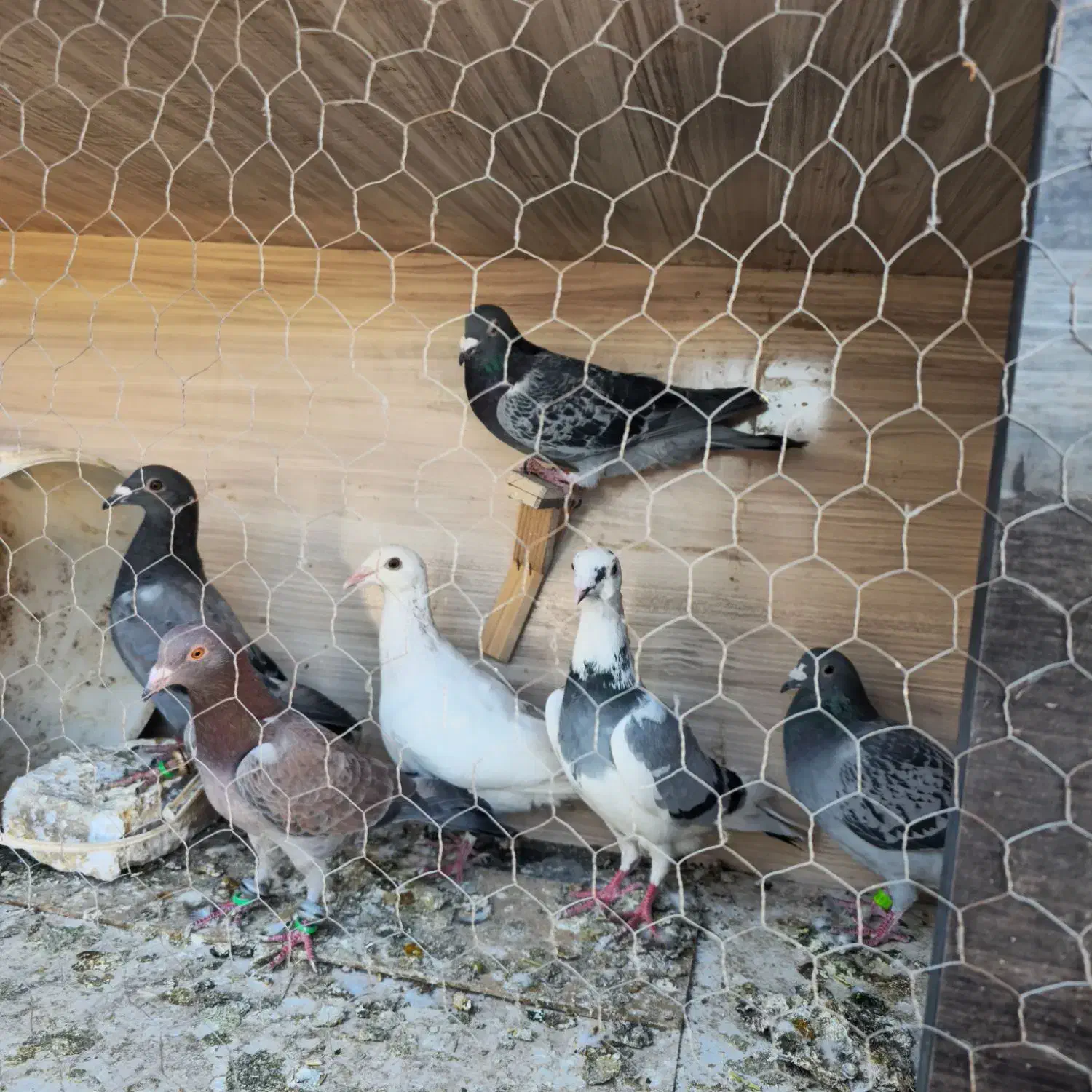 پرنده (کفتر)|پرنده|مشهد, نیزه|دیوار