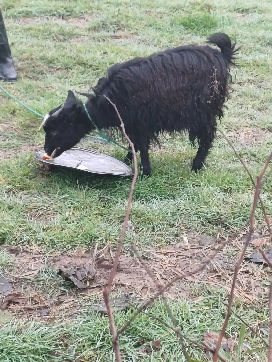 فروش|حیوانات مزرعه|سنگر, |دیوار