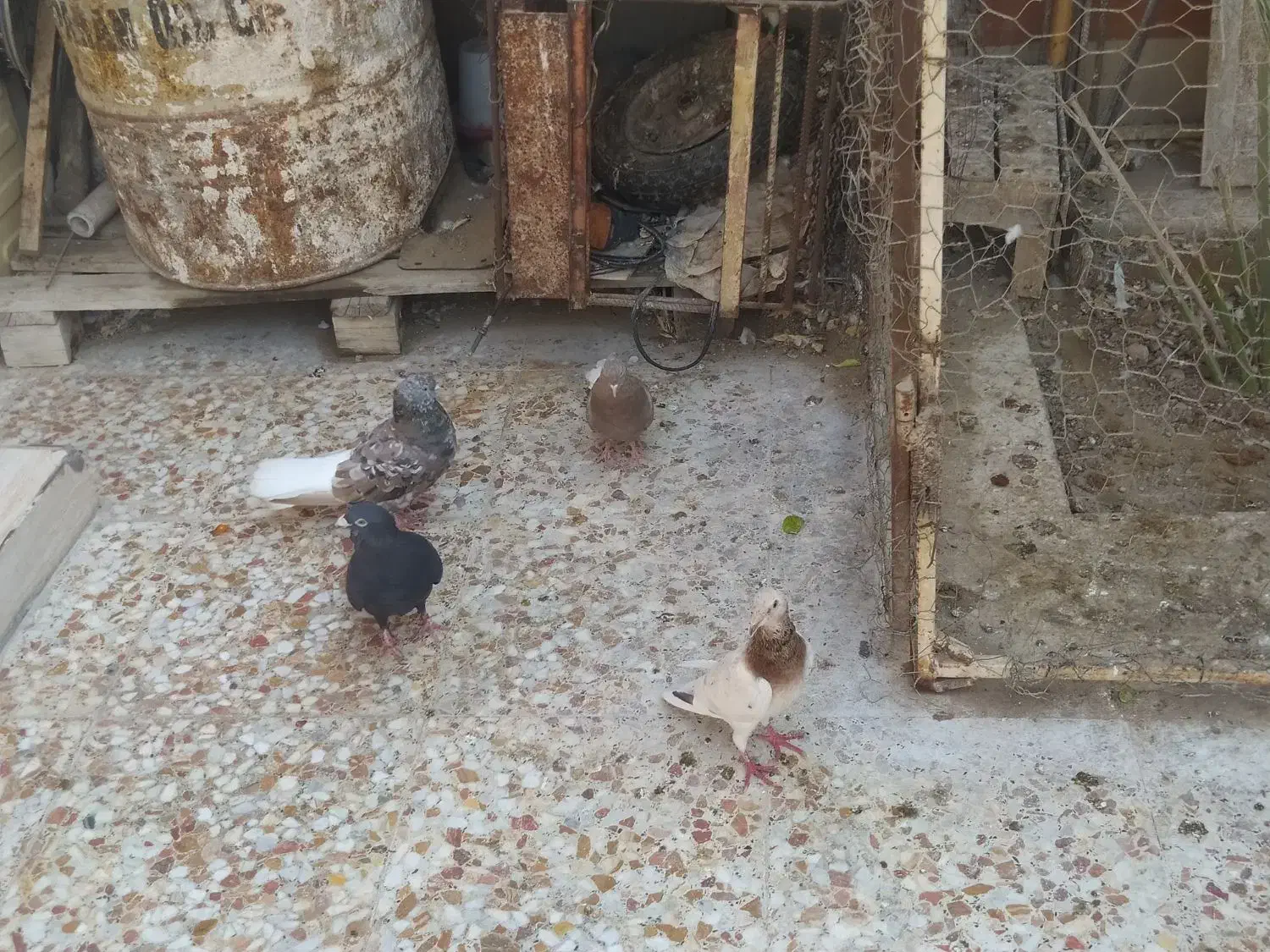 چهار کبوتر برای فروش|پرنده|برازجان, |دیوار