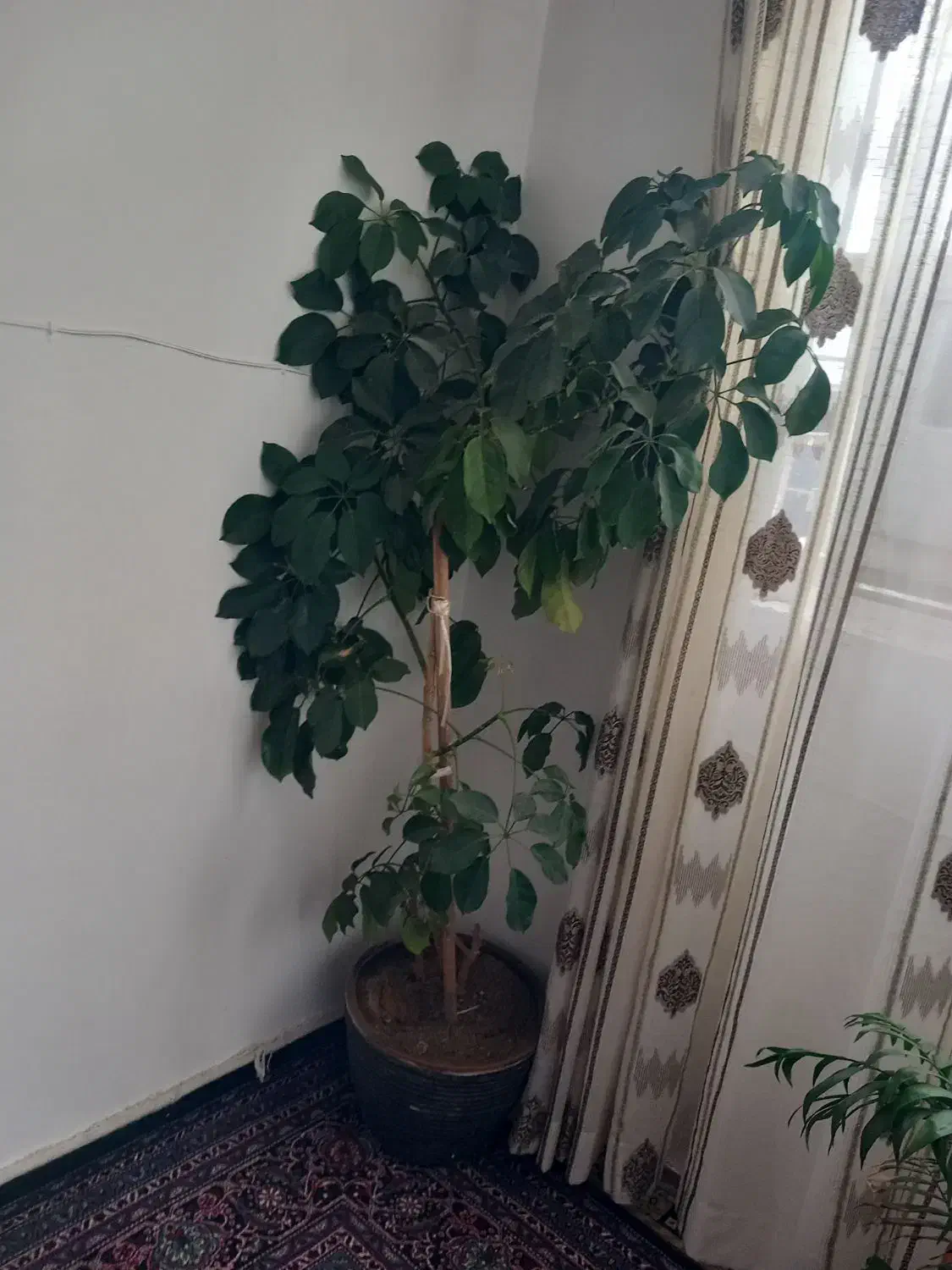 گل پنجه گربه ی|گل و گیاه طبیعی|دهگلان, |دیوار