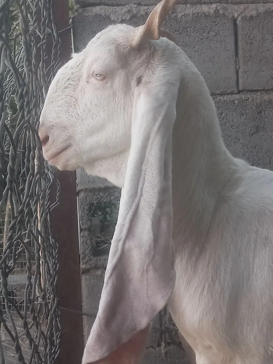 بز گلابی|حیوانات مزرعه|میناب, |دیوار