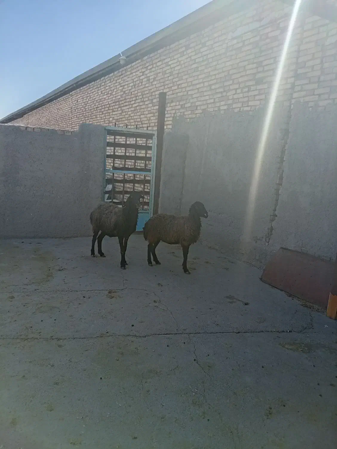 میش زاویه|حیوانات مزرعه|زاویه, |دیوار