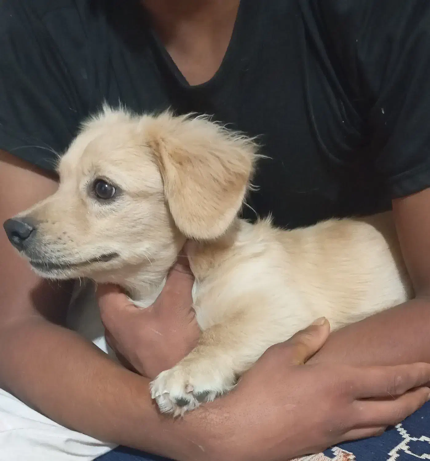 سگ پاپی|سگ|جهرم, |دیوار