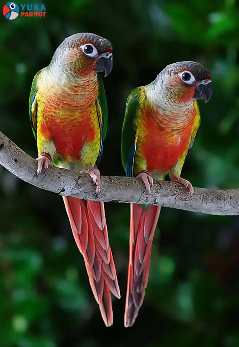 طوطی گرینچیک|پرنده|اصفهان, خانه اصفهان|دیوار