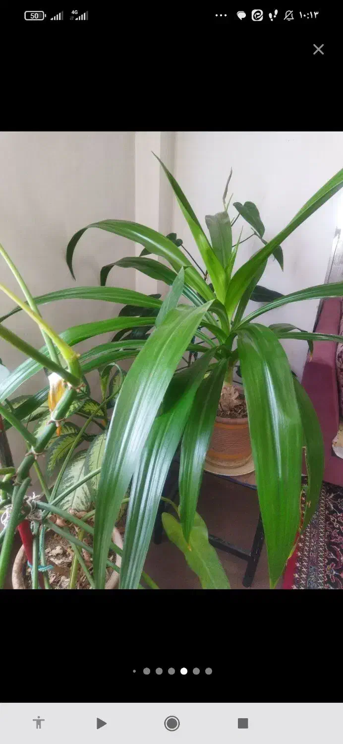 گل طبیعی|گل و گیاه طبیعی|بروجرد, |دیوار