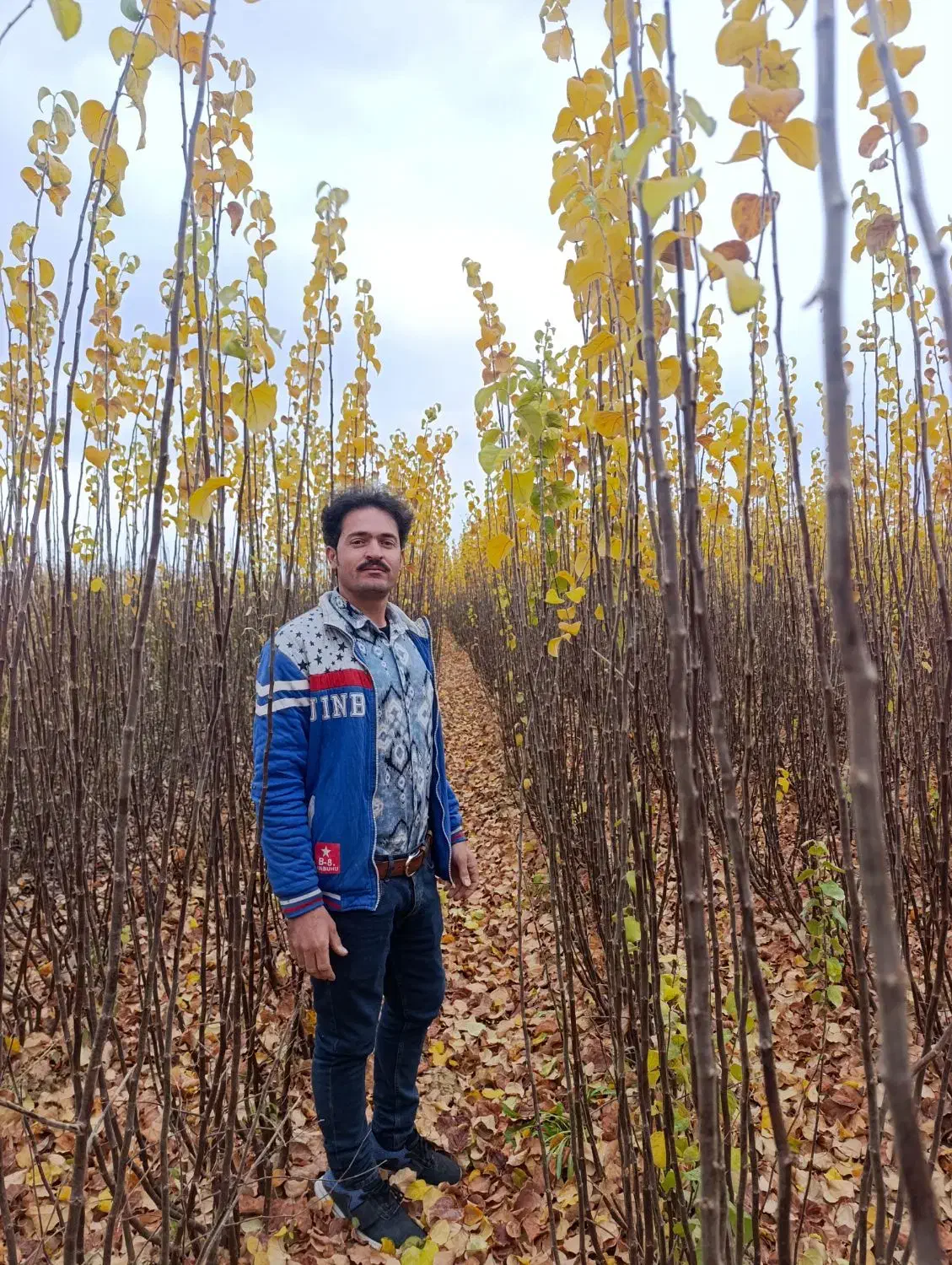 نهال با اصالت ( نهالستان فرامرز)|خدمات باغبانی و درختکاری|عسگران, |دیوار